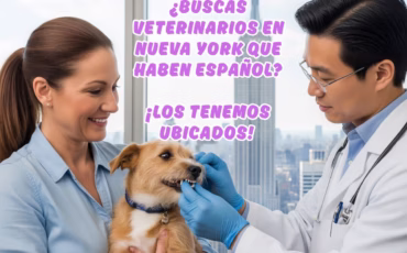 Veterinario Cerca de Mí en Nueva York: ¡Encuéntralo Aquí Ahora!